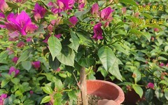 漳州紫色三角梅盆栽